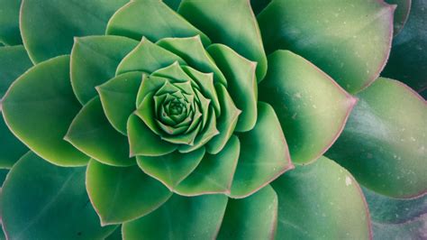 Thank you gifts, which include chocolate covered strawberries and pretzels congratulations gifts, like potted plants and gourmet charcuterie boxes; Free Images : nature, abstract, growth, leaf, flower ...