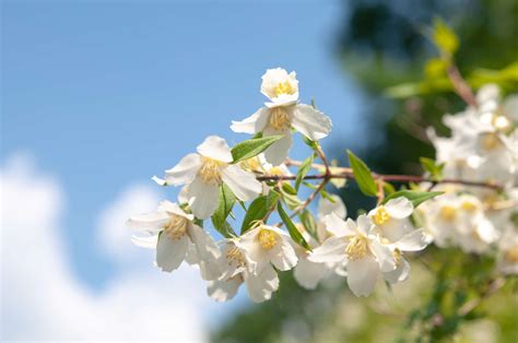11 Great Flowering Shrubs For Sunny Locations Flowering Shrubs