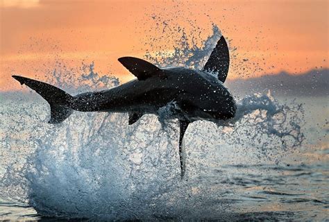 Great White Shark National Geographic Photography National