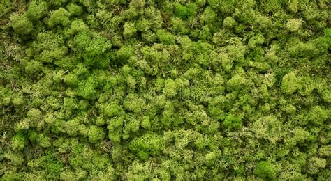 Natural Moss In Nature Green Moss Background Texture Stock Image