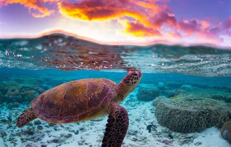 Wallpaper Sea Water Clouds The Ocean Turtle Reef Split Images For