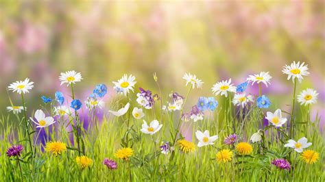 1920x1080 Spring Laptop Full Hd 1080p Hd 4k Wallpapers Images