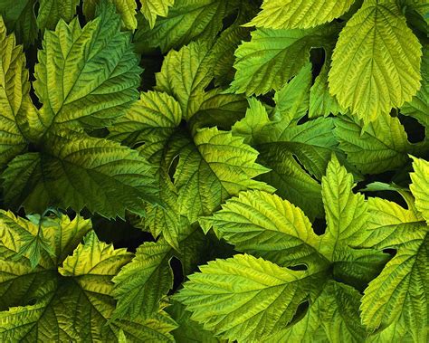 Green Leaves Download Photo Background Texture