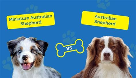 Miniature Australian Shepherd Vs Australian Shepherd The Differences