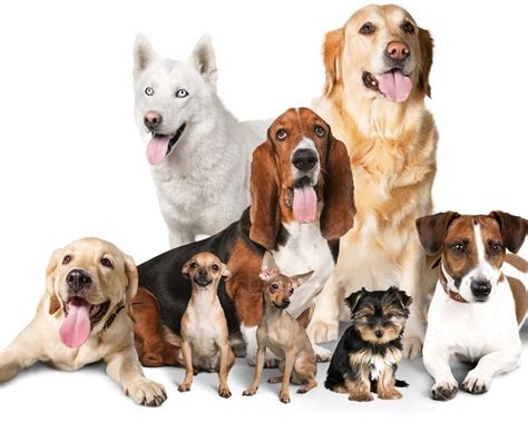 25 Razas De Perros Leales Y Fieles SegÚn Los Veterinarios