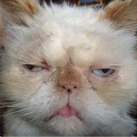 introducing the ugliest cat in the world