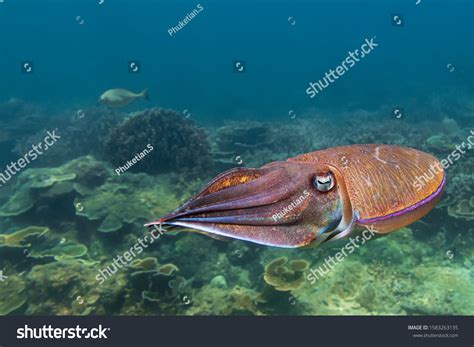 46 Pharaoh Cuttlefish On Beach Images Stock Photos And Vectors