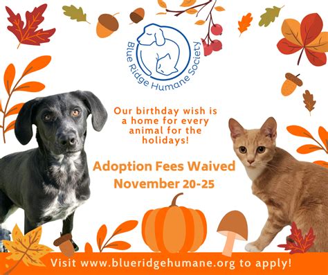 Adoption Fees Waived For Thanksgiving Blue Ridge Humane Society