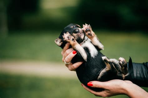 Surprising Benefits of Clipping Your Dog's Nails Regularly