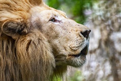 Lion Head Close Up Stock Photo Image Of Africa Danger 133203804