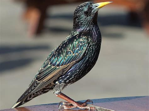 Starling vs. Grackle vs. Blackbird - Bird Proofing Guide
