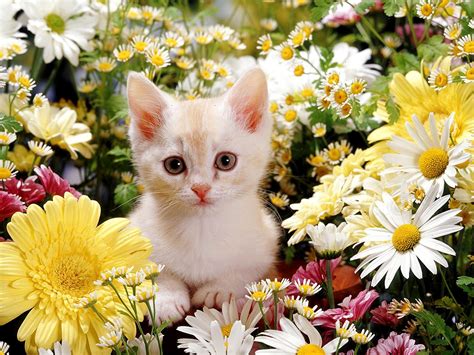 Cat And Flower Wallpapers Top Free Cat And Flower Backgrounds