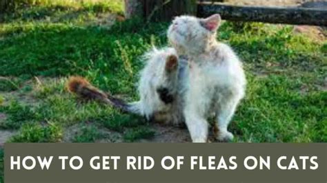 6 Easy Ways How To Get Rid Of Fleas On Cats The Ultimate Guideline