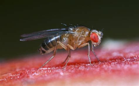 Common Fruit Fly Drosophila Melanogaster Biochemtech