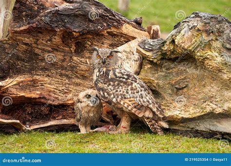 Un Búho De Seis Semanas De Edad Búho Pollito águila Búho Con Su Madre