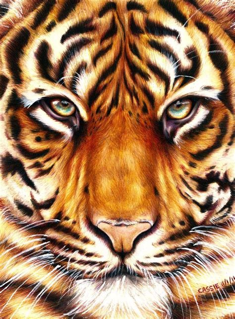 Tiger Face Drawing Pencil At Getdrawings Free Download