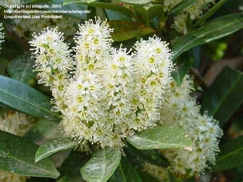 They are the bass player of the rock band. otto luyken laurel | Plants around our home | Pinterest