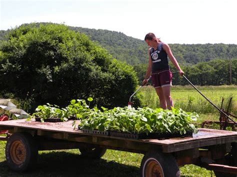 Hardening Off Plants Vermont Organic Farm Cedar Circle Farm
