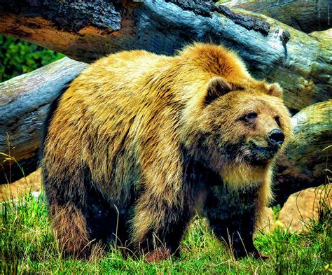 American Brown Grizzly Bear Photograph By Garry Gay Fine Art America