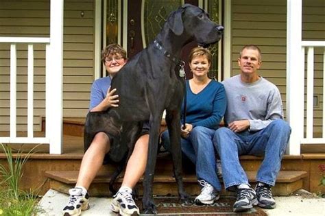 Worlds Tallest Dog Zeus Dies At Age Five Life With Dogs