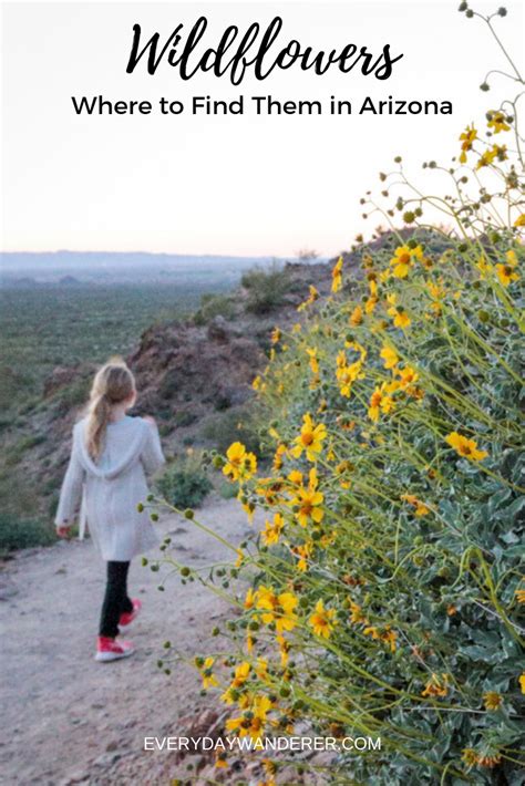 Best Places To See Wildflowers In Arizona Arizona Wildflowers