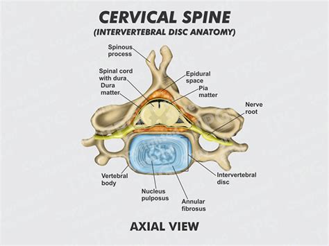 Cervical Spine Intervertebral Disc Axial Order