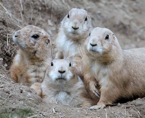 Prairie Dogs Live In Burrows Within The Grassy Prairies And Plateaus Of
