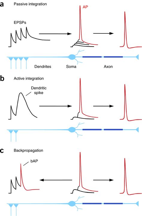 Ap Initiation Dendritic Spikes And Backpropagation A Passive