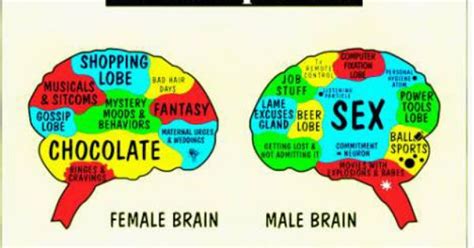 Classic Female Vs Male Brain Cartoon Sex Determination Pinterest