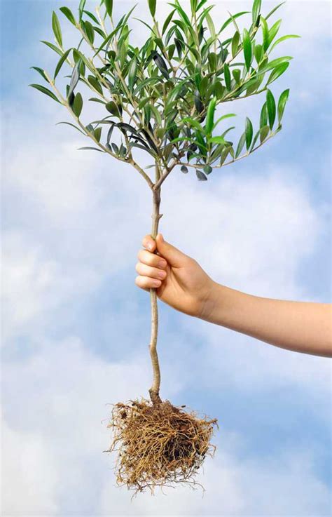 Alan Titchmarsh's Tips On Planting Trees And Shrubs