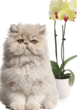 Snacking on any flowers, not just orchids, is not ren commended for cats, but it so why do people think that orchids are poisonous to cats? Can Your Cat and Your Orchid Coexist?
