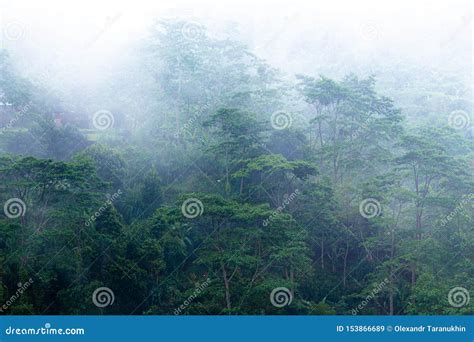 Morning Fog On The Rainy Deep Jungle Forest Stock Image Image Of