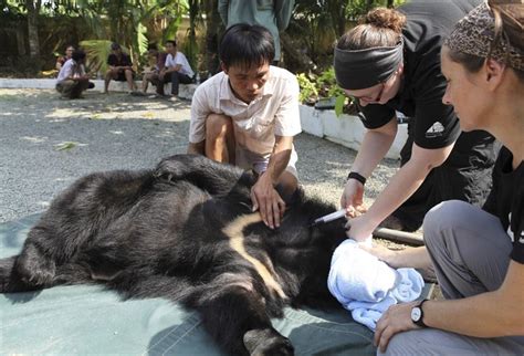 Animals Asia Via Reuters Veterinarians Conduct A Health Check On A Moon