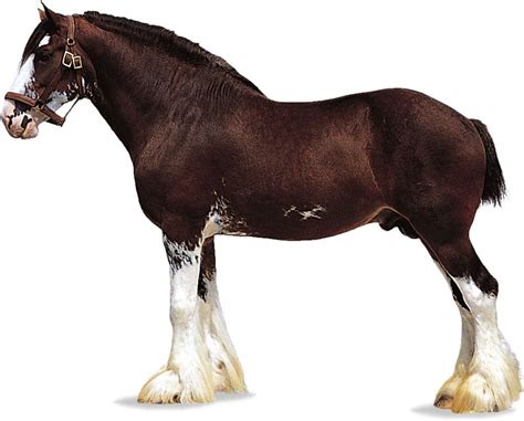 Clydesdale Draft Horses Heavy Horses Shire Horses Britannica