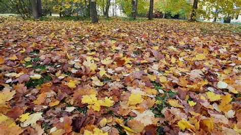 Autumn Bright Maple Leaves Fall Down And Cover The Ground Stock Footage