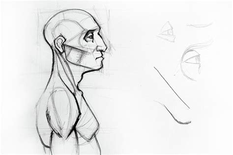 Drawing anatomy for some is an elusive unicorn that can seem impossible to catch. Outline Drawing Sketch Of Side Profile Of A Human Male ...