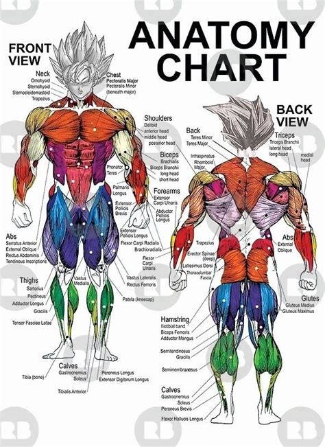 30 Muscle Anatomy Chart In 2020 Muscle Anatomy Muscle Diagram