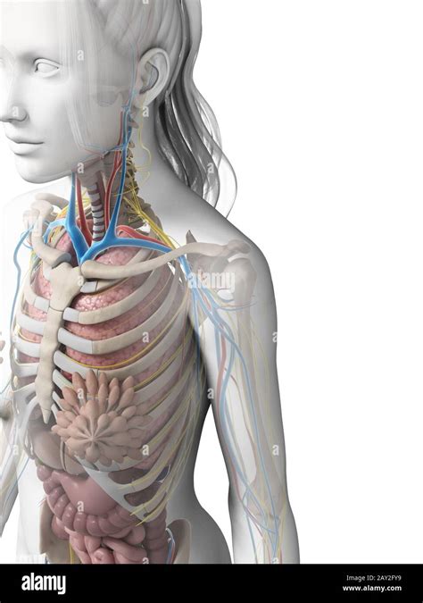 Ilustración 3d De La Anatomía Femenina Fotografía De Stock Alamy