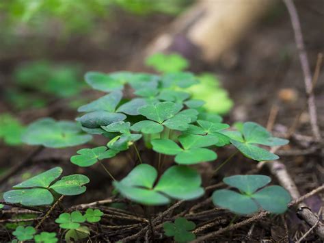 Our Full Wild Edible Profile Of Clover