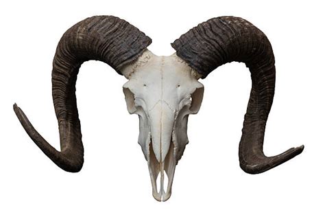 Royalty Free Animal Skull Pictures Images And Stock Photos Istock