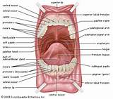 Floor Of Mouth Anatomy Photos