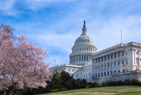 United States Capitol West Facade With Cherry Blossoms Cbeyondata