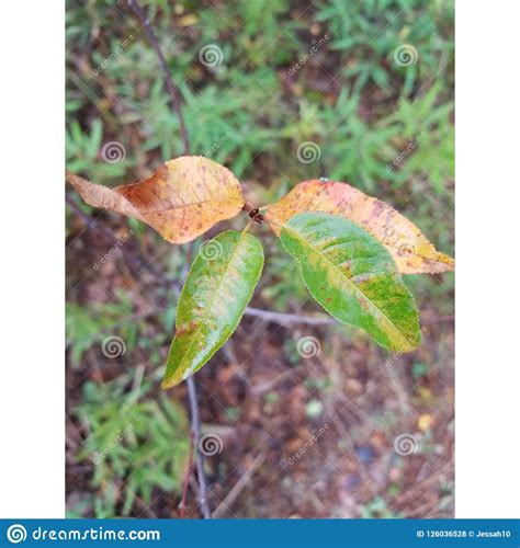4 Leaf Stock Photo Image Of Leaf Changing Colors 126036528
