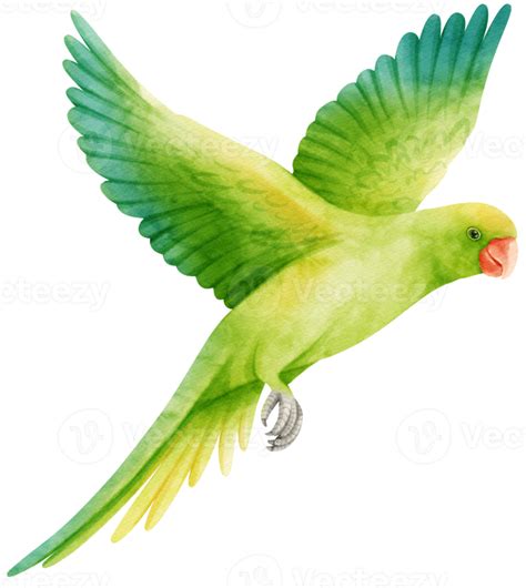 Watercolor Parakeet Parrot Bird Illustration 9373179 Png