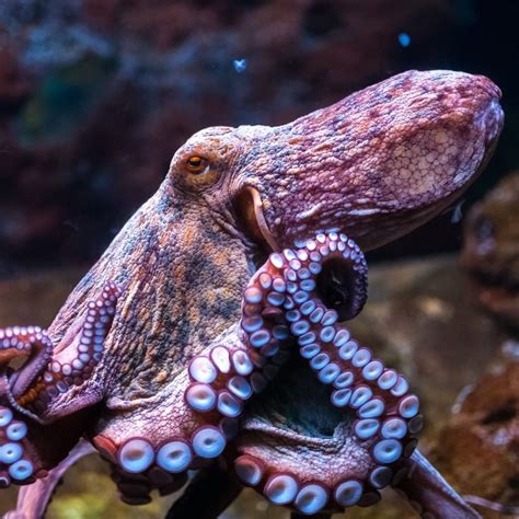 Oceana On Instagram Octopuses Are Perhaps Best Known For Their Eight