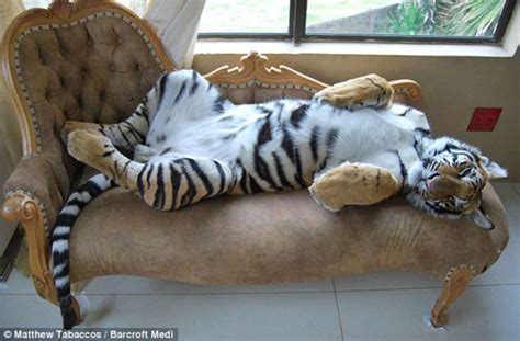 Meet A Pet Tiger From South Africa 18 Pics 1 Video