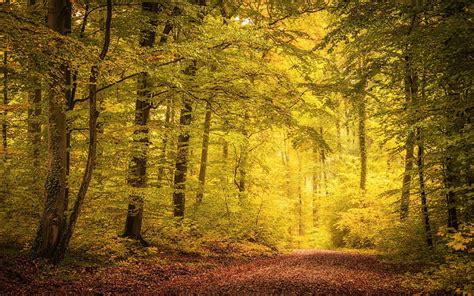 緑の木々、 昼間の緑の森、 自然、 風景、 秋、 パス、 木、 葉、 ミスト、 日光、 Hdデスクトップの壁紙 Wallpaperbetter