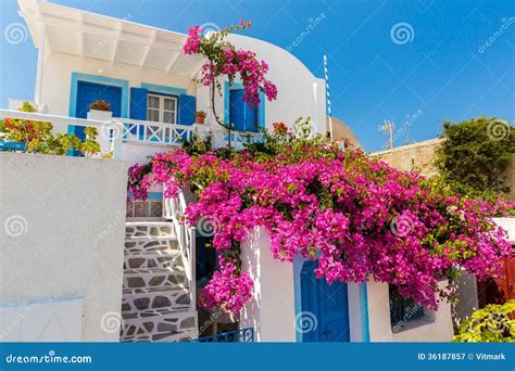 Florece La Buganvilla En La Ciudad De Fira Santorini Creta Grecia