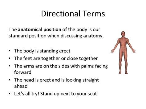 Anatomy chapter one quadrants and abdominal region. Anatomical Position Quadrants / Ppt Anatomical Position ...
