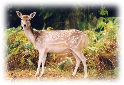 Fallow Deer Best Practice Guides